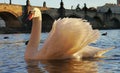 Golden swan