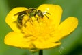 Golden Sweat Bee - Augochlorella aurata Royalty Free Stock Photo