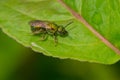 Golden Sweat Bee - Augochlorella aurata Royalty Free Stock Photo