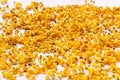 The golden sweet osmanthus petals