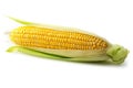 Golden Sweetness: Single Ear of Corn in Isolation