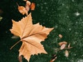 The golden sycamore leaves Royalty Free Stock Photo