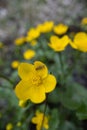 Golden Symphony: Vibrant Wildflowers Blooming in Spring