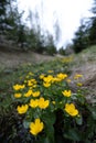 Golden Symphony: Vibrant Wildflowers Blooming in Spring