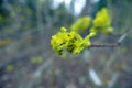 Golden Symphony: Vibrant Wildflowers Blooming in Spring