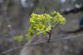 Golden Symphony: Vibrant Wildflowers Blooming in Spring