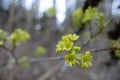 Golden Symphony: Vibrant Wildflowers Blooming in Spring