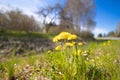 Golden Symphony: Vibrant Wildflowers Blooming in Spring