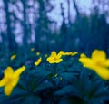 Golden Symphony: Vibrant Wildflowers Blooming in Spring