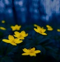 Golden Symphony: Vibrant Wildflowers Blooming in Spring