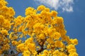 Golden tabebuia tree in full bloom Royalty Free Stock Photo