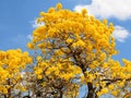 Golden tabebuia tree in full bloom & blue sky Royalty Free Stock Photo