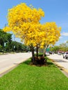 Golden tabebuia tree in full bloom in median, Florida Royalty Free Stock Photo