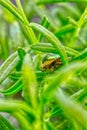 Golden tadpole beetle Cetonia aurata in green grass Royalty Free Stock Photo