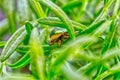 Golden tadpole beetle Cetonia aurata in green grass Royalty Free Stock Photo