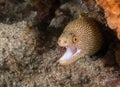 Golden Tail Moray Eel on a reef Royalty Free Stock Photo