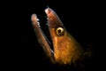 Golden Tail Moray in the Spotlight in West Palm Beach, Florida Royalty Free Stock Photo