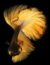 The golden tailed betta fish gracefully glides through the water its vibrant tail shimmering like rays of sunlight casting.