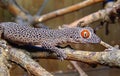 Golden-tailed gecko (Strophurus taenicauda Royalty Free Stock Photo