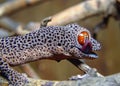 Golden-tailed gecko (Strophurus taenicauda Royalty Free Stock Photo