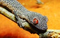 Golden-tailed gecko (Strophurus taenicauda Royalty Free Stock Photo