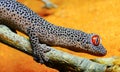Golden-tailed gecko (Strophurus taenicauda Royalty Free Stock Photo