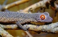 Golden-tailed gecko (Strophurus taenicauda Royalty Free Stock Photo