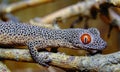 Golden-tailed gecko (Strophurus taenicauda Royalty Free Stock Photo