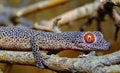 Golden-tailed gecko (Strophurus taenicauda Royalty Free Stock Photo