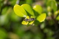 Golden-tailed Hoverfly (Xylota sylvarum) on a plant