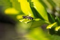 A Golden-tailed Hoverfly (Xylota sylvarum) on a plant in Sydney