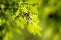 A Golden-tailed Hoverfly (Xylota sylvarum) on a plant in Sydney