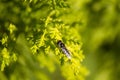 A Golden-tailed Hoverfly (Xylota sylvarum) on a plant in Sydney