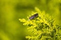 A Golden-tailed Hoverfly (Xylota sylvarum) on a plant in Sydney