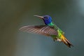 Golden-tailed Sapphire - Chrysuronia oenone Royalty Free Stock Photo