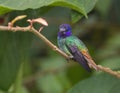 Golden-tailed Sapphire (Chrysuronia oenone) Royalty Free Stock Photo