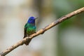 Golden-tailed Sapphire - Chrysuronia oenone Royalty Free Stock Photo