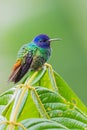 Golden-tailed Sapphire - Chrysuronia oenone Royalty Free Stock Photo