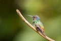 Golden-tailed Sapphire Chrysuronia Oenone Royalty Free Stock Photo