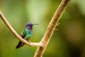 Golden-tailed Sapphire Chrysuronia Oenone Royalty Free Stock Photo