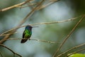 Golden-tailed Sapphire Chrysuronia Oenone Royalty Free Stock Photo