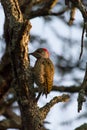 Golden-tailed woodpecker Campethera abingoni sitting in a tree picking in the wooden branch Royalty Free Stock Photo