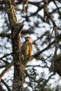 Golden-tailed woodpecker Campethera abingoni sitting in a tree picking in the wooden branch Royalty Free Stock Photo