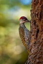 Golden-tailed Woodpecker - Campethera abingoni species of bird in the family Picidae, red head bird with yellow or gold tail