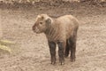 Golden takin