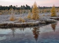 Golden tamaracks on a frosty sunrise Royalty Free Stock Photo