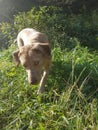 Golden Tan Hunting Dog in Sunlight