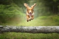 Golden tan and white working cocker spaniel jumping over a fallen tree log with all paws showing