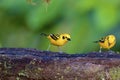 Golden Tanagers  844061 Royalty Free Stock Photo