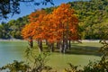 Golden Taxodium distichum stand in a gorgeous lake against the backdrop of the Caucasus mountains in the fall. Autumn. October. Su